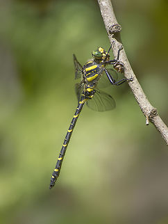 Cordulegaster boltonii Cordulegaster boltonii, adult male. Cordulegaster boltonii,Golden-ringed Dragonfly,animalia,anisoptera,arthropoda,biodiversity,cordulegastridae,dragonfly,insecta,odonata