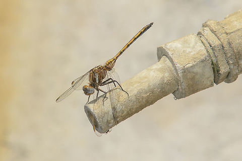 Dry out Orthetrum chrysostigma, immature male. Fall,Geotagged,Orthetrum chrysostigma,Portugal,animalia,anisoptera,arthropoda,biodiversity,insecta,libellulidae,odonata,orthetrum chrysostigma