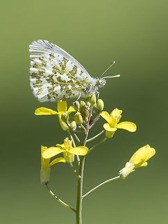 Anthocaris cardamines Anthocaris cardamines, female. Anthocharis cardamines,Orange tip,animalia,arthropoda,biodiversity,butterfly,hexapoda,insects,lepidoptera,nymphalidae,pieridae,rhopalocera