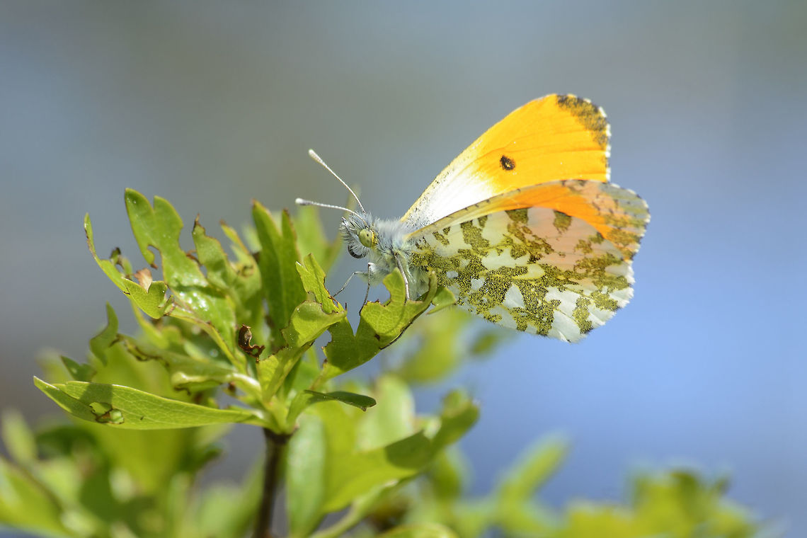 Anthocaris cardamines Anthocaris cardamines, male. Anthocharis cardamines,Orange tip,animalia,arthropoda,biodiversity,butterfly,hexapoda,insects,lepidoptera,nymphalidae,pieridae,rhopalocera
