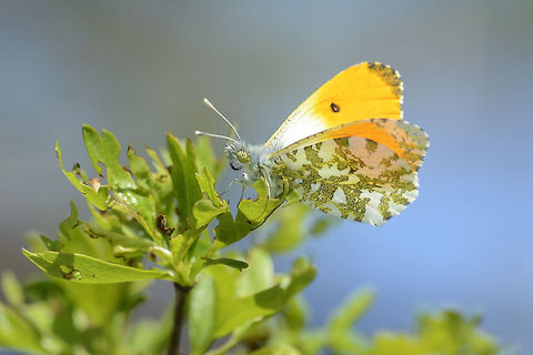 Anthocaris cardamines Anthocaris cardamines, male. Anthocharis cardamines,Orange tip,animalia,arthropoda,biodiversity,butterfly,hexapoda,insects,lepidoptera,nymphalidae,pieridae,rhopalocera