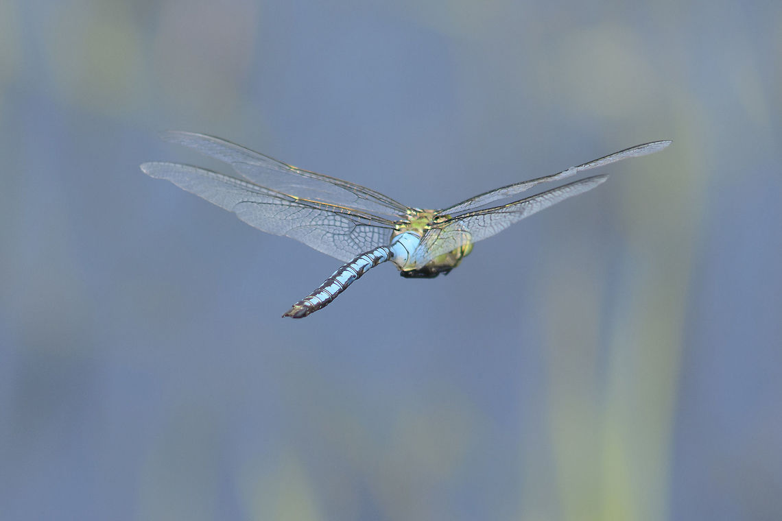 On the wings of a Dragonfly Anax imperator, adult male in flight. Anax imperator,Emperor Dragonfly,aeshnidae,animalia,anisoptera,arthropoda,biodiversity,insecta,odonata