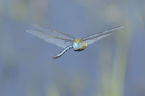 On the wings of a Dragonfly Anax imperator, adult male in flight. Anax imperator,Emperor Dragonfly,aeshnidae,animalia,anisoptera,arthropoda,biodiversity,insecta,odonata