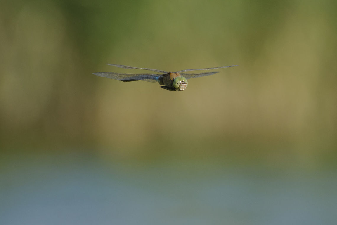 There's where I live Anax parthenope, adult male. Anax parthenope,Lesser emperor