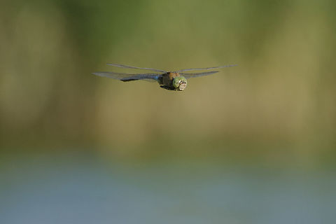 There's where I live Anax parthenope, adult male. Anax parthenope,Lesser emperor