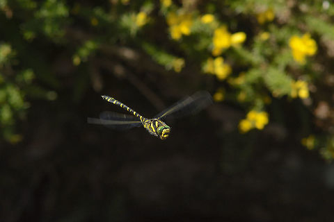 Stealth mode Cordulegaster boltonii, male in flight over a turf water stream covered by Ulex minor. Cordulegaster boltonii,Golden-ringed Dragonfly,animalia,anisoptera,arthropoda,biodiversity,cordulegastridae,dragonfly,insecta,odonata,turf,ulex minor