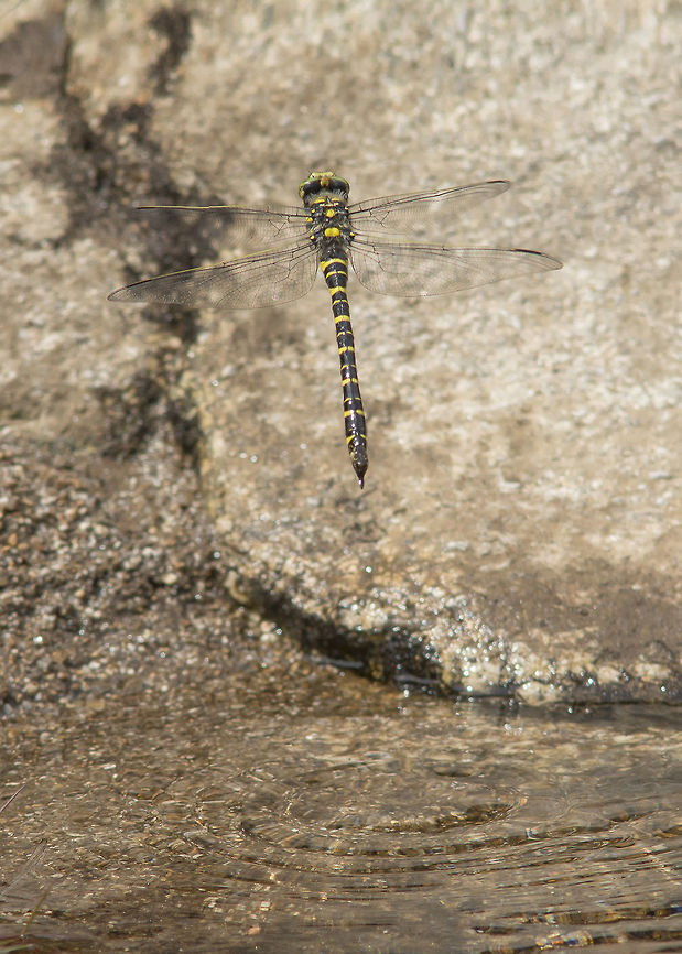 Cordulegaster boltonii Cordulegaster boltonii, female oviposition.<br />
<br />
Video footage of a female Cordulegaster boltonii characteristic oviposition on a water stream. <br />
<section class="video"><iframe width="448" height="252" src="https://player.vimeo.com/video/149428339?title=0&byline=0&portrait=0" frameborder="0"></iframe></section><br />
 Cordulegaster boltonii,Golden-ringed Dragonfly,animalia,anisoptera,arthropoda,biodiversity,cordulegastridae,dragonfly,insecta,nature,odonata,oviposition,video
