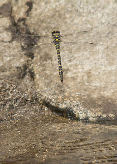 Cordulegaster boltonii Cordulegaster boltonii, female oviposition.

Video footage of a female Cordulegaster boltonii characteristic oviposition on a water stream. 
http://vimeo.com/149428339
 Cordulegaster boltonii,Golden-ringed Dragonfly,animalia,anisoptera,arthropoda,biodiversity,cordulegastridae,dragonfly,insecta,nature,odonata,oviposition,video