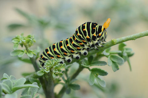 Backyard news I Papilio machaon, last stage caterpillar. Old World swallowtail,Papilio machaon,animalia,arthropoda,biodiversity,butterfly,hexapoda,insects,lepidoptera,papilionidae,rhopalocera