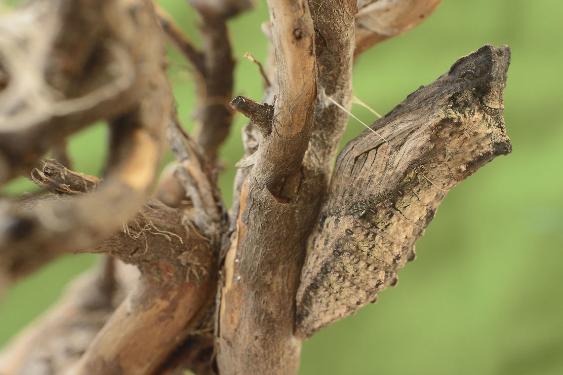 Backyard news II Papilio machaon, crysalid.<br />
<br />
Correct EXIF: f/11 | 50mm | EXT I Old World swallowtail,Papilio machaon,animalia,arthropoda,biodiversity,butterfly,chrysalis,hexapoda,insects,lepidoptera,papilionidae,rhopalocera