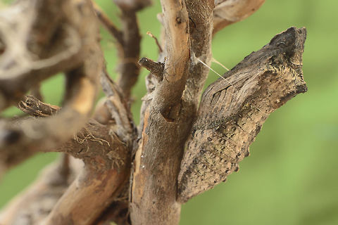 Backyard news II Papilio machaon, crysalid.

Correct EXIF: f/11 | 50mm | EXT I Old World swallowtail,Papilio machaon,animalia,arthropoda,biodiversity,butterfly,chrysalis,hexapoda,insects,lepidoptera,papilionidae,rhopalocera
