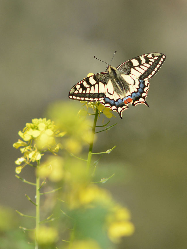 Glimpse Papilio machaon Old World swallowtail,Papilio machaon,animalia,arthropoda,biodiversity,butterfly,hexapoda,insects,lepidoptera,papilionidae,rhopalocera
