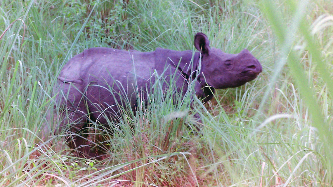 Thoughts for tomorrow Rhinoceros unicornis, a close encounter.<br />
<br />
EXIF: Nikon F70 | Nikkor 35-105mm @105mm | Expired Fuji 200 Color Film<br />
<section class="video"><iframe width="448" height="252" src="https://player.vimeo.com/video/34382122?title=0&byline=0&portrait=0" frameborder="0"></iframe></section> Chitwan National Park,Geotagged,Indian rhinoceros,Nepal,Rhinoceros unicornis,Winter