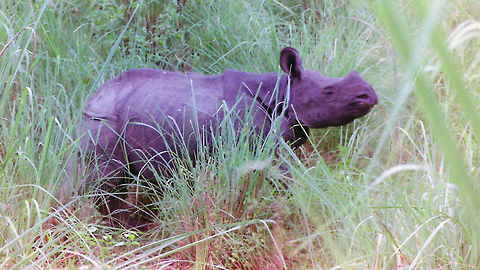 Thoughts for tomorrow Rhinoceros unicornis, a close encounter.

EXIF: Nikon F70 | Nikkor 35-105mm @105mm | Expired Fuji 200 Color Film
http://vimeo.com/34382122 Chitwan National Park,Geotagged,Indian rhinoceros,Nepal,Rhinoceros unicornis,Winter