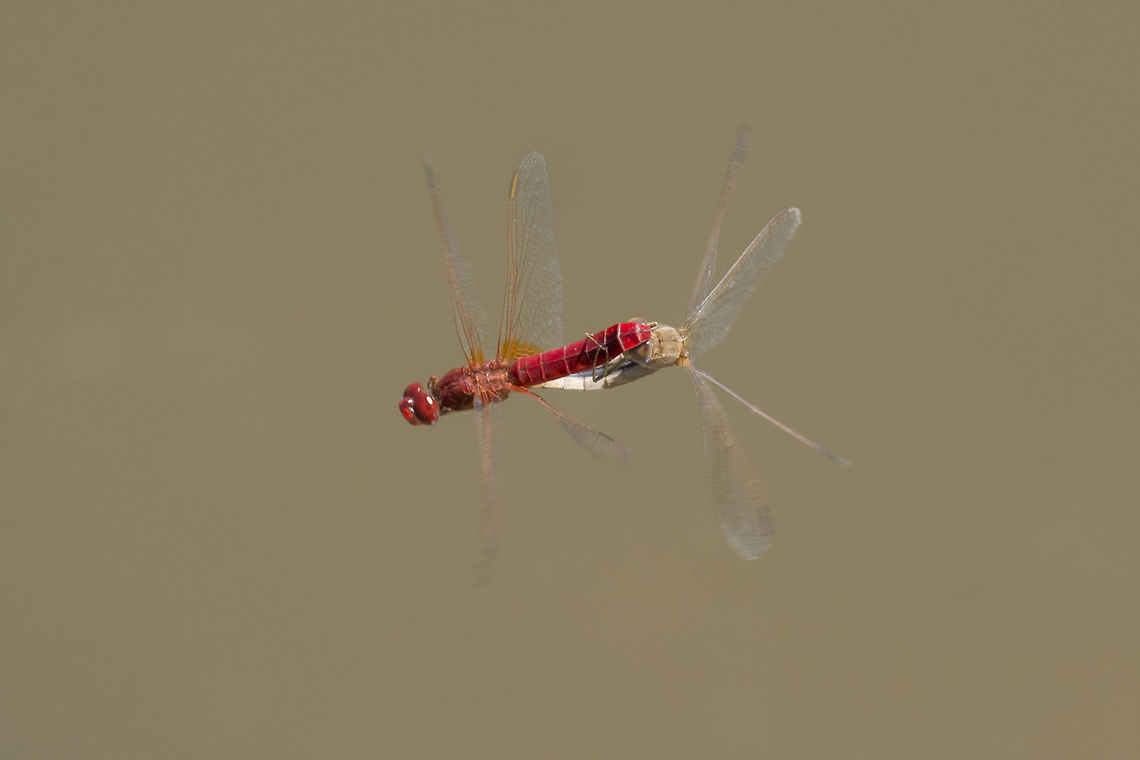Fly me Crocothemis erythraea, in flight copulation. Crocothemis erythraea,Scarlet Darter,animalia,anisoptera,arthropoda,biodiversity,copulation,dragonfly,dragonfly in flight,insecta,libellulidae,odonata,tandem
