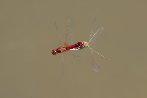 Fly me Crocothemis erythraea, in flight copulation. Crocothemis erythraea,Scarlet Darter,animalia,anisoptera,arthropoda,biodiversity,copulation,dragonfly,dragonfly in flight,insecta,libellulidae,odonata,tandem