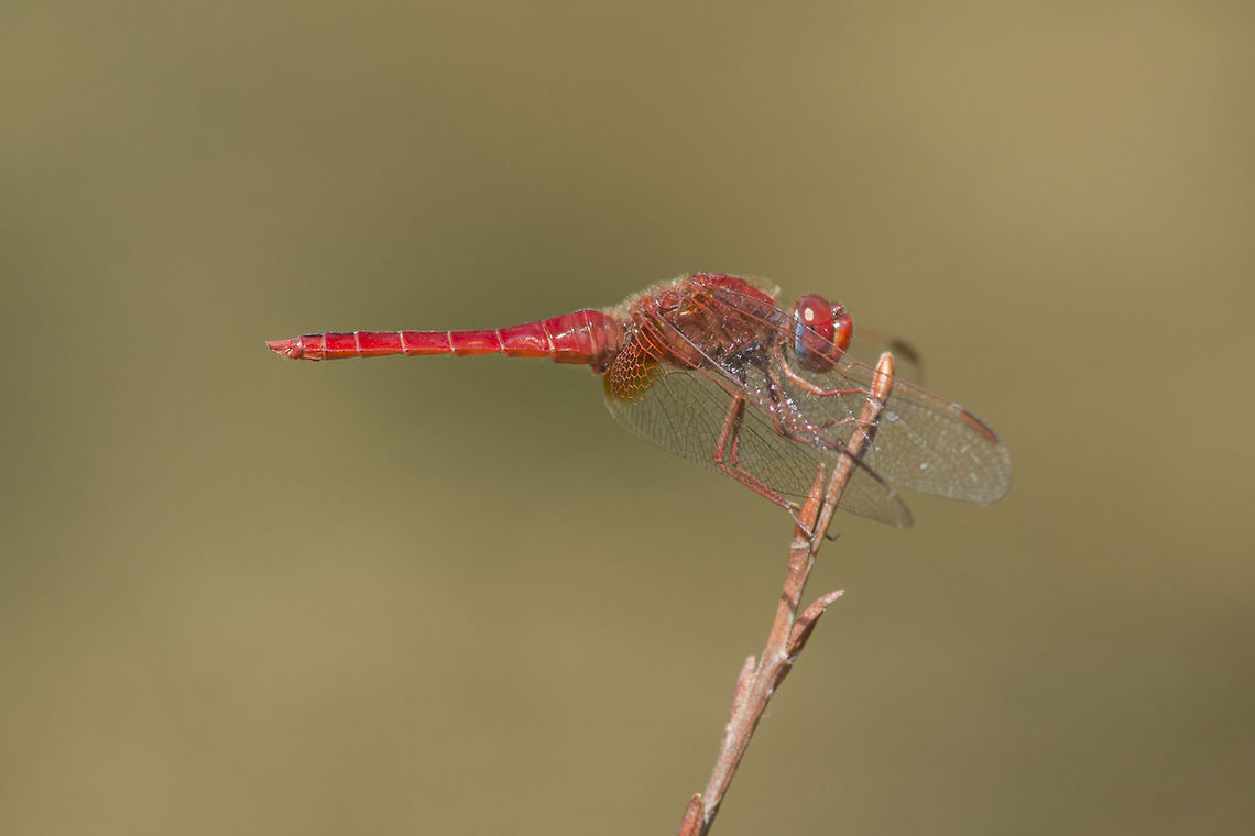 Crocothemis erythraea Crocothemis erythraea, adult male. Crocothemis erythraea,Scarlet Darter,animalia,anisoptera,arthropoda,biodiversity,dragonfly,insecta,libellulidae,odonata