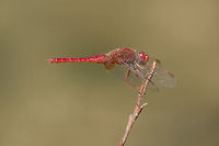 Crocothemis erythraea Crocothemis erythraea, adult male. Crocothemis erythraea,Scarlet Darter,animalia,anisoptera,arthropoda,biodiversity,dragonfly,insecta,libellulidae,odonata