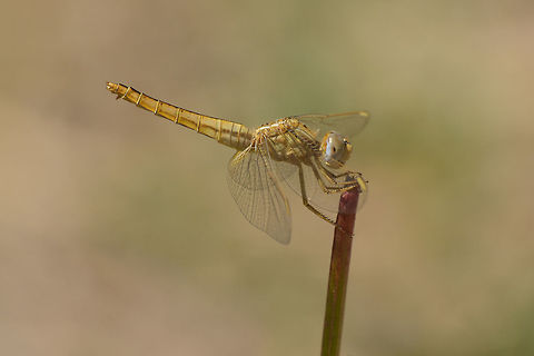 Crocothemis erythraea Crocothemis erythraea, adult female. Crocothemis erythraea,Scarlet Darter,animalia,anisoptera,arthropoda,biodiversity,dragonfly,insecta,libellulidae,odonata