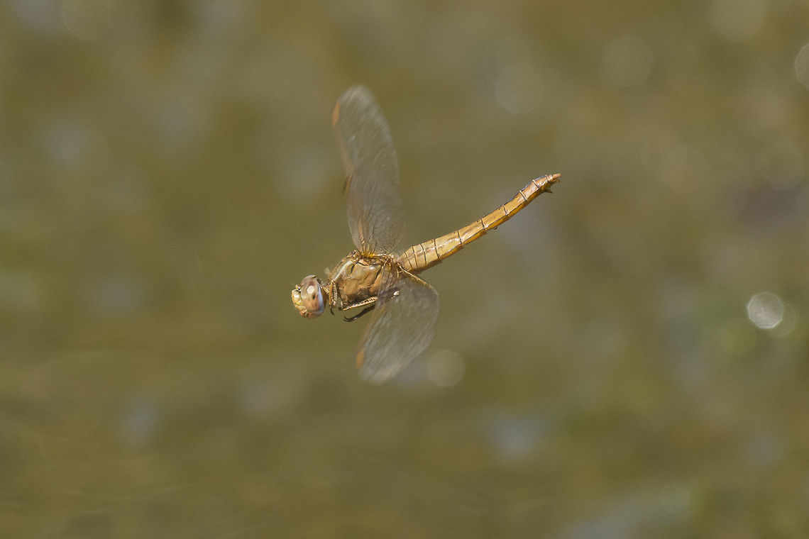 In flight Crocothemis erythraea, adult female in flight (oviposition).  Crocothemis erythraea,Scarlet Darter,animalia,anisoptera,arthropoda,biodiversity,dragonfly,dragonfly in flight,insecta,libellulidae,odonata,oviposition