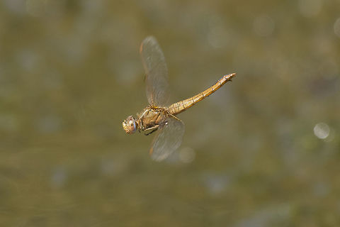 In flight Crocothemis erythraea, adult female in flight (oviposition).  Crocothemis erythraea,Scarlet Darter,animalia,anisoptera,arthropoda,biodiversity,dragonfly,dragonfly in flight,insecta,libellulidae,odonata,oviposition
