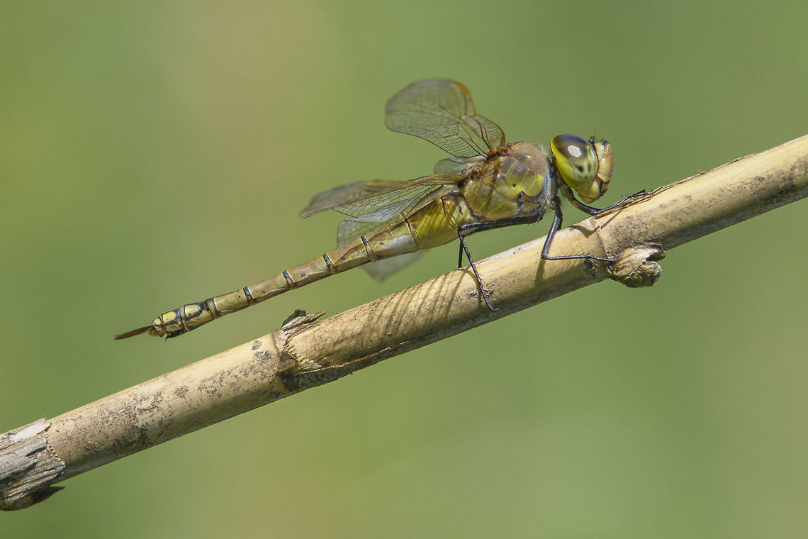 The Vagrant Empress Anax ephippiger, adult female. Memories from Autumn, now that winter as arrived. Anax ephippiger,Vagrant emperor,aeshnidae,animalia,anisoptera,arthropoda,biodiversity,insecta,odonata
