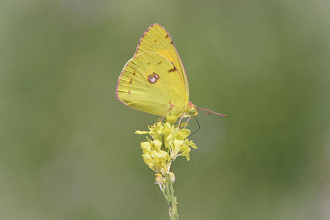 Ars minimal Colias crocea (Colias croceus). 

Butterfly, you are the tribute of a flower.  Colias croceus,Dark Clouded Yellow,arthropoda,biodiversity,butterfly,colias crocea,insects,lepidoptera,pieridae,rhopalocera