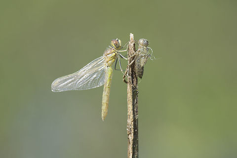 I am you, I was... Sympetrum fonscolombii, female emergence, next to their exuviae. Sympetrum fonscolombii,anisoptera,arthropoda,dragonfly,insecta,libellulidae,nomad dragonfly,odonata,red-veined darter