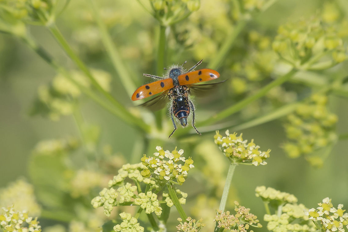 Trichodes octopunctatus Trichodes octopunctatus, in flight. Cleridae,Trichodes,Trichodes octopunctatus,arthropoda,beetle,coleoptera,insecta