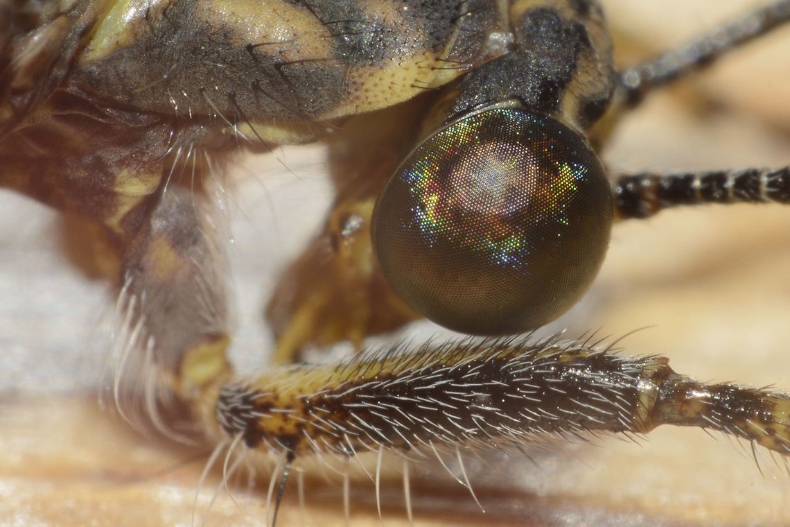 Eyes like Supernovae Distoleon tetragrammicus, eye detail.<br />
<br />
Correct EXIF:<br />
pre-AI Nikon Nikkor 24mm 2.8 - INV @ f/5.6 | Flash Antlion,Distoleon tetragrammicus,Myrmeleontidae,Myrmeleontiformia,Myrmeleontoidea,arthropoda,insecta,macro,neuroptera
