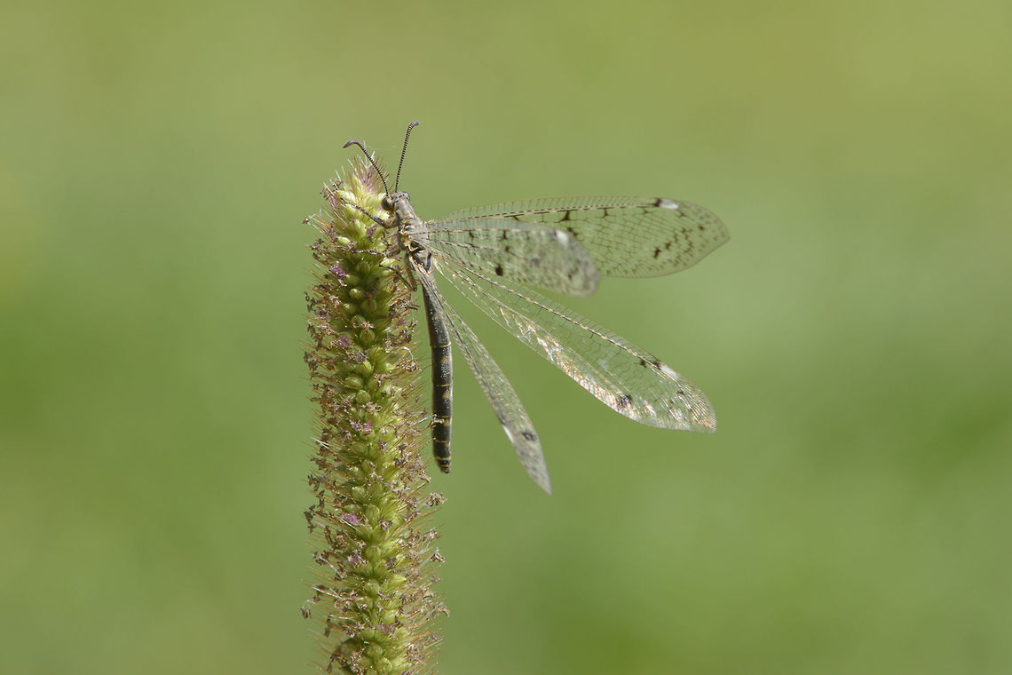 Das model Distoleon tetragrammicus.<br />
<br />
Complete set: <a href="https://www.behance.net/gallery/23854403/Das-model" rel="nofollow">https://www.behance.net/gallery/23854403/Das-model</a> Antlion,Distoleon tetragrammicus,Myrmeleontidae,Myrmeleontiformia,Myrmeleontoidea,arthropoda,insecta,neuroptera