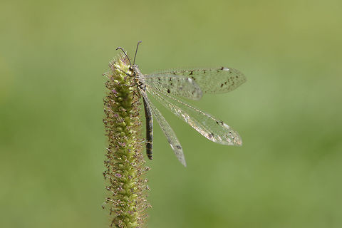 Das model Distoleon tetragrammicus.

Complete set: https://www.behance.net/gallery/23854403/Das-model Antlion,Distoleon tetragrammicus,Myrmeleontidae,Myrmeleontiformia,Myrmeleontoidea,arthropoda,insecta,neuroptera