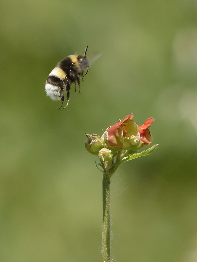Bombus terrestris Bombus terrestris Bombus terrestris,apidae,arthropoda,bumblebee,bumblebee in flight,hymenoptera,insecta,insects