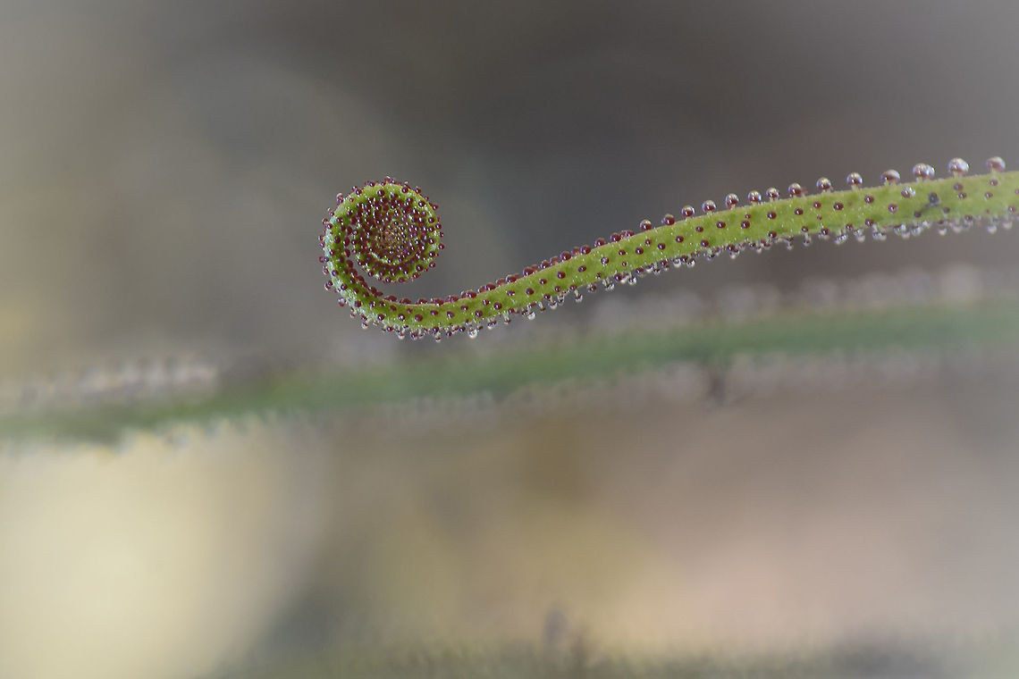 Wishful 2016 Drosophyllum lusitanicum. Almost had no time to capture it properly, a flower that I always dreamed about. Like so many other moments, not photos, just pure fine memories.<br />
<br />
Wishfully, <br />
a Beautiful 2016 to all*<br />
<br />
Cheers! Caryophyllales,Drosophyllaceae,Drosophyllum,Drosophyllum lusitanicum,Magnoliophyta,Magnoliopsida,plantae