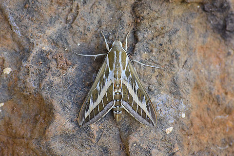 Hyles livornica Hyles livornica Hyles livornica,Moth Week 2018,Sphingidae,arthropoda,biodiversity,heterocera,insects,lepidoptera,moth