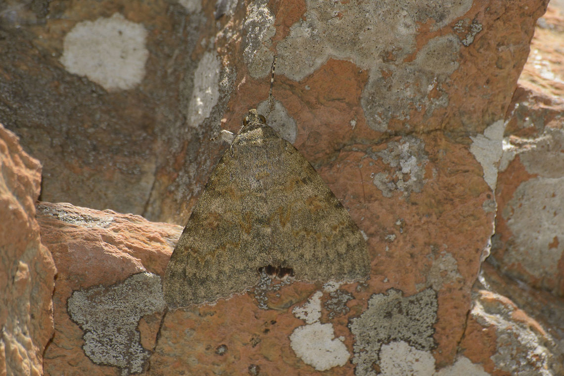 Can you see me? Catocala elocata Animalia,Arthropoda,Catocala elocata,Erebidae,French red underwing,Heterocera,Lepidoptera,biodiversity,insects,moth