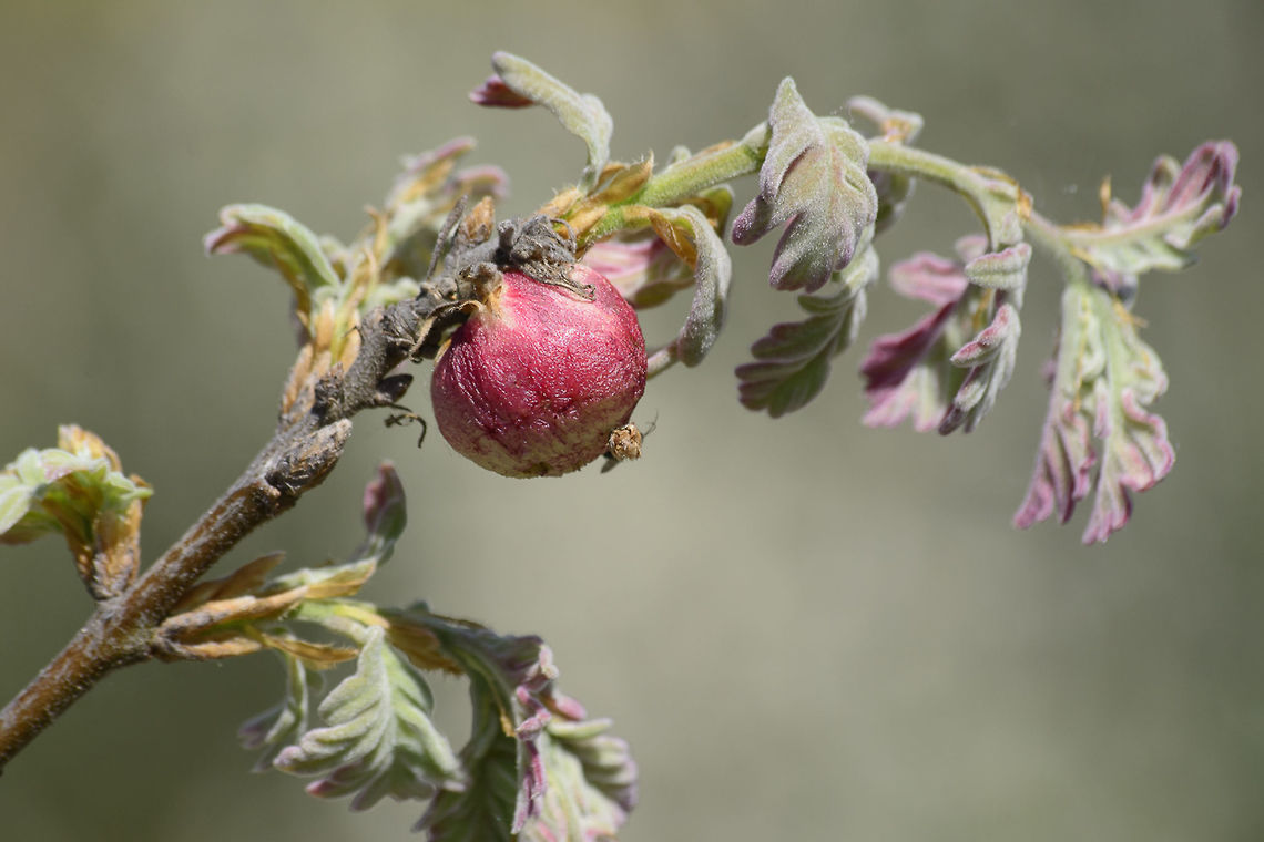 Quercus pyrenaica Quercus pyrenaica  Cynipidae,Fagaceae,Fagales,Magnoliophyta,Magnoliopsida,Quercus,Quercus pyrenaica,biodiversity,gall,hymenoptera,insects,parasitic,plantae,plants,sawfly,tree