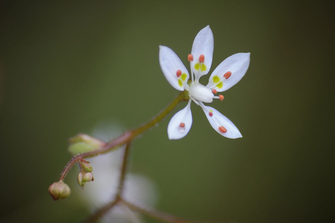 Micranthes clusii spp. lepismigema Micranthes clusii spp. lepismigema, former Saxifraga lepismigena Eudicotiledonea,Micranthes,Micranthes clusii subsp. lepismigena,Plantae,Rosales,Saxifraga,Saxifragaceae,angiospermica