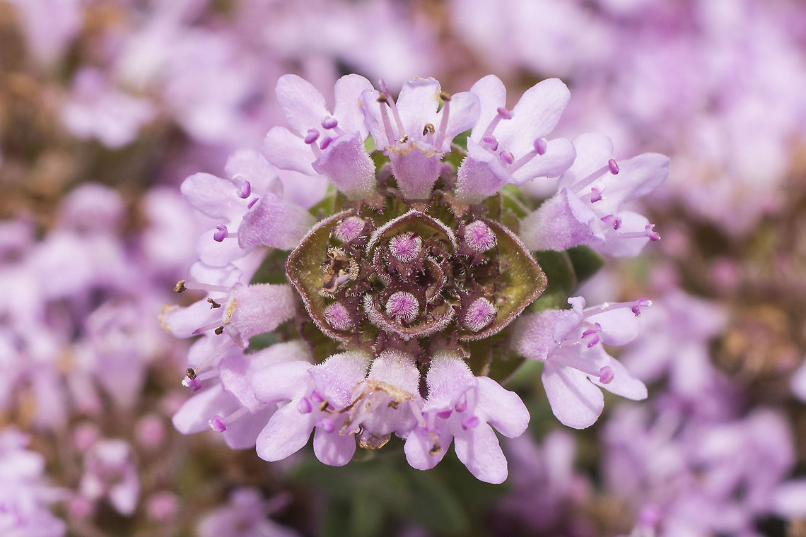 Thymus camphoratus Thymus camphoratus Hoffmanns. &amp; Link<br />
<br />
<a href="https://pt.wikipedia.org/wiki/Thymus_camphoratus" rel="nofollow">https://pt.wikipedia.org/wiki/Thymus_camphoratus</a><br />
<a href="http://www.flora-on.pt/#/1thymus+camphoratus" rel="nofollow">http://www.flora-on.pt/#/1thymus+camphoratus</a> Camphor Thyme,Lamiaceae,Lamiales,Plantae,Thymus,Thymus camphoratus,angiospermic,aromatic,eudicotiledoneas