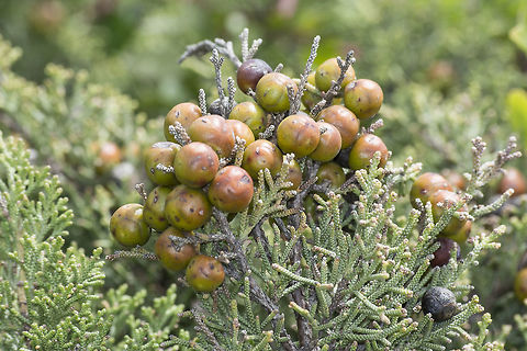 Juniperus turbinata Juniperus turbinata Guss. subsp. turbinata  

http://www.flora-on.pt/#/1juniperus+turbinata Cupressaceae,Cupressales,Juniperus,Juniperus turbinata,plantae,trees