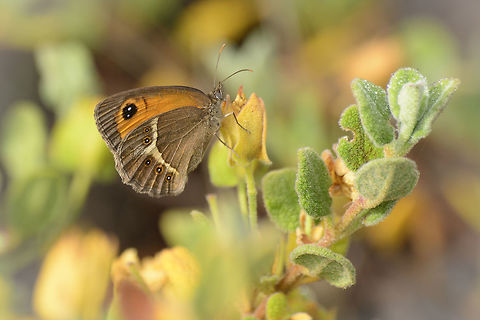 Pyronia bathseba Pyronia bathseba Animalia,Arthropoda,Idata,Insecta,Lepidoptera,Nymphalidae,Pyronia,Pyronia bathseba,Satyrinae,Spanish gatekeeper