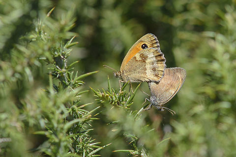 Pyronia tithonus Pyronia tithonus, mating. Animalia,Arthropoda,Gatekeeper,Idata,Insecta,Lepidoptera,Nymphalidae,Pyronia,Pyronia tithonus,Satyrinae