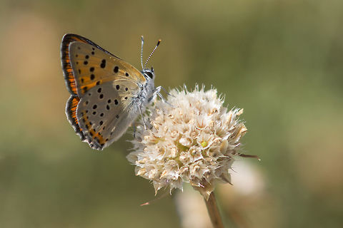 Lycaena alcyphron Lycaena alcyphron Animalia,Arthropoda,Insecta,Lepidoptera,Lycaena,Lycaena alciphron,Lycaenidae,Purple-shot copper,biodiversity,butterfly