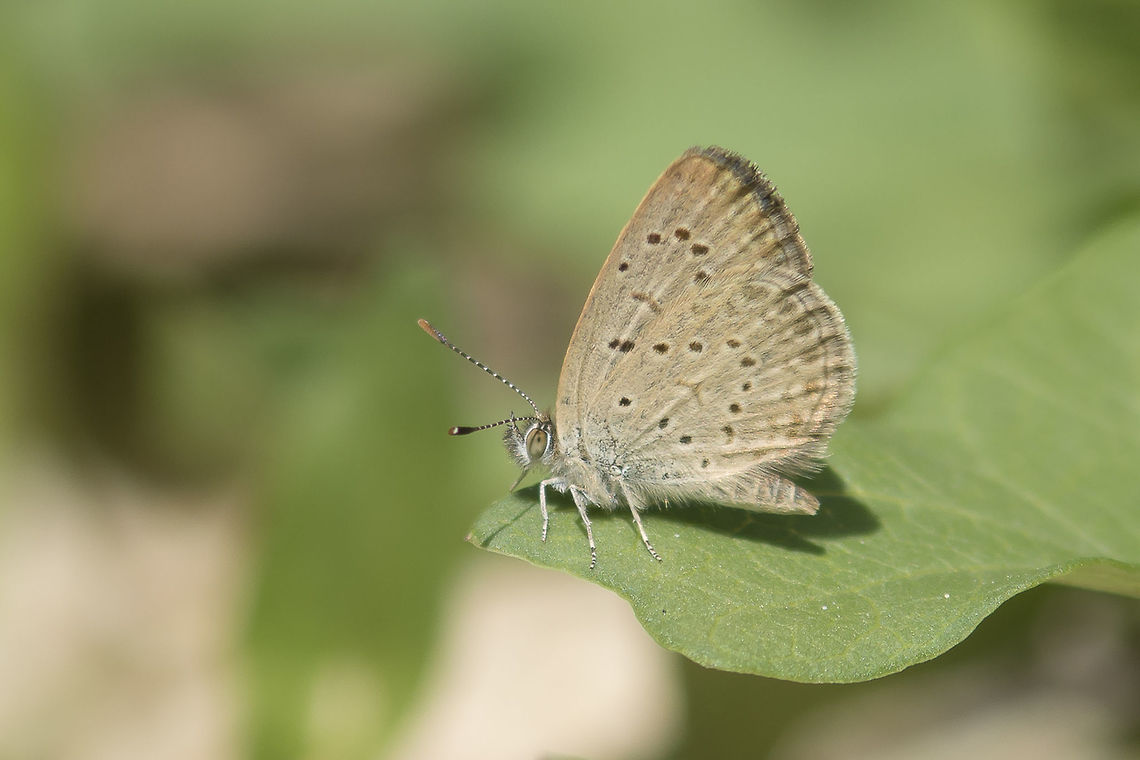 Zizeeria knysna Zizeeria knysna Animalia,Arthropoda,Dark Grass Blue,Insecta,Lepidoptera,Lycaenidae,Zizeeria,Zizeeria  knysna,butterfly