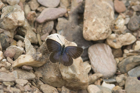 Zizeeria knysna Zizeeria knysna Animalia,Arthropoda,Dark Grass Blue,Insecta,Lepidoptera,Lycaenidae,Zizeeria,Zizeeria  knysna,butterfly