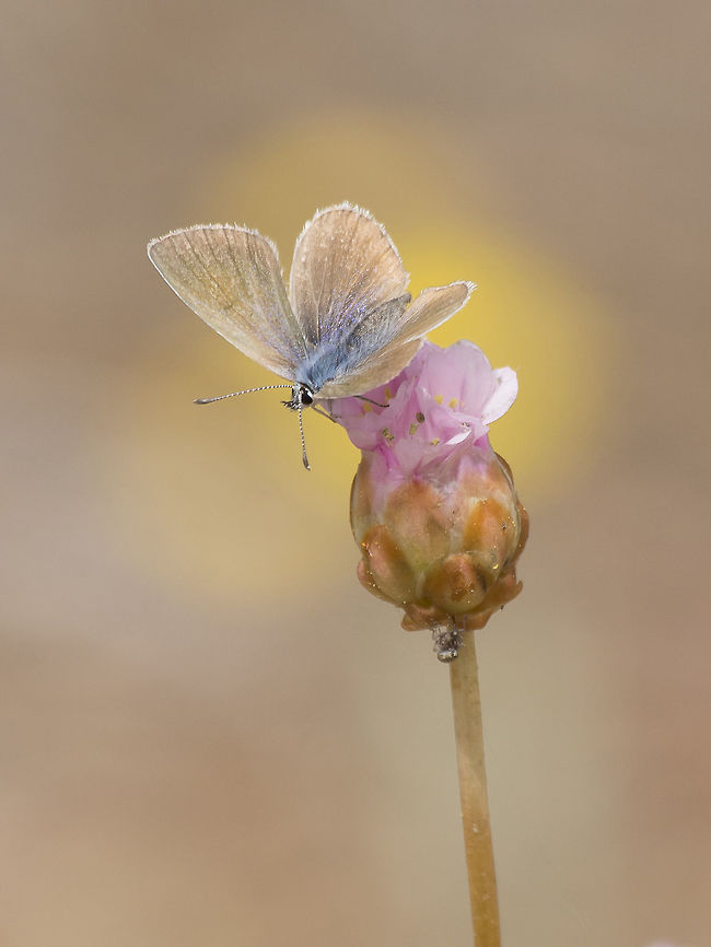 Cyaniris semiargus Cyaniris semiargus, with two in love Curculionidae underneath the Armeria pungens flower... Animalia,Arthropoda,Cyaniris,Insecta,Lepidoptera,Lycaenidae,Mazarine blue,Polyommatinae,biodiversity,butterfly