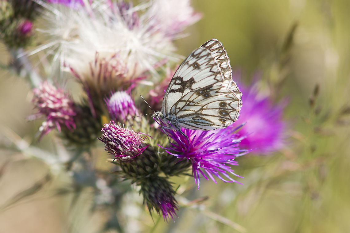 Melanargia occitanica Melanargia occitanica Animalia,Arthropoda,Insecta,Lepidoptera,Melanargia,Melanargia occitanica,Nymphalidae,Satyrinae