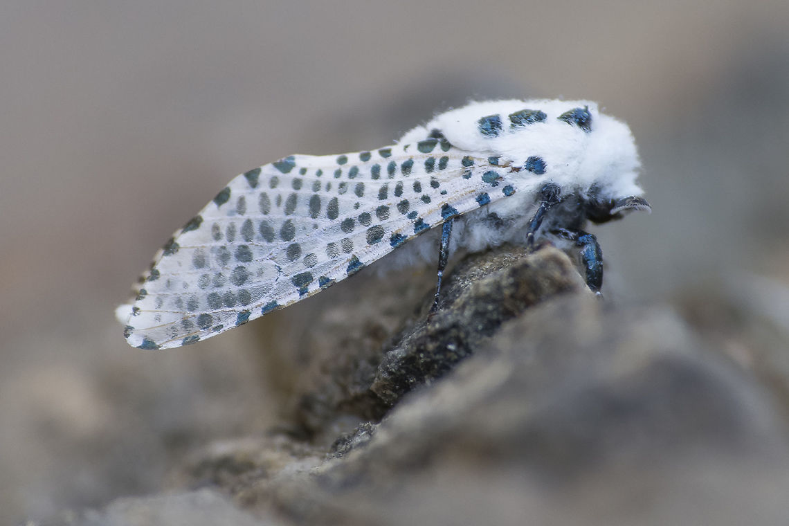 Zeuzera pyrina Zeuzera pyrina Animalia,Arthropoda,Cossidae,Insecta,Leopard MothZeuzera pyrina,Lepidoptera,Zeuzera,Zeuzera pyrina