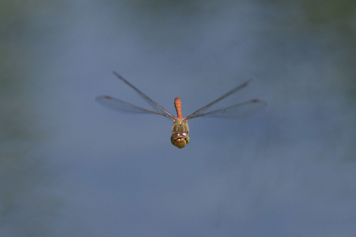 Cross check Sympetrum striolatum, male in flight. Common Darter,Sympetrum striolatum,animalia,biodiversity,dragonfly,dragonfly in flight,insecta,insects,libellulidae,odonata,sympetrum