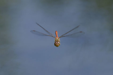 Cross check Sympetrum striolatum, male in flight. Common Darter,Sympetrum striolatum,animalia,biodiversity,dragonfly,dragonfly in flight,insecta,insects,libellulidae,odonata,sympetrum